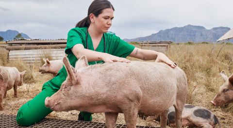 Young Vet with a pig