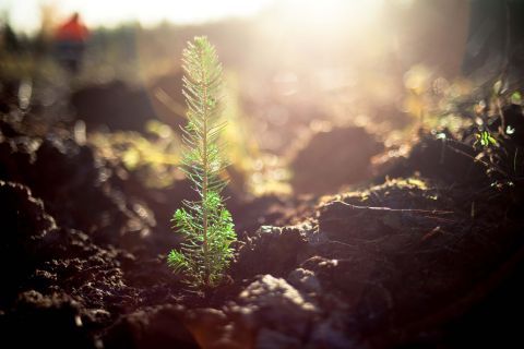 Decretive image of a tree sapling 