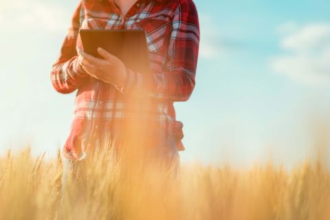 Person standing In a wheat field, decretive image