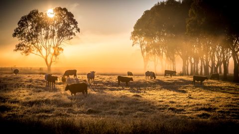 A field with cows