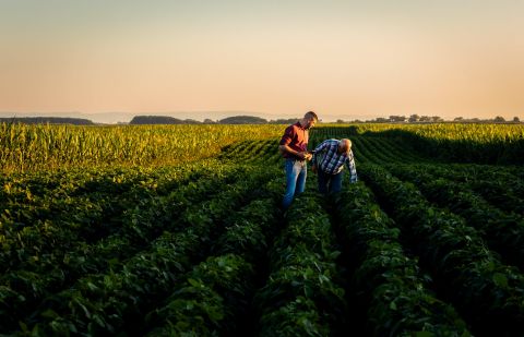 Two farmers walking in a field examining soy crop