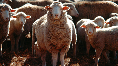 Farm Business Transition Program Round 1