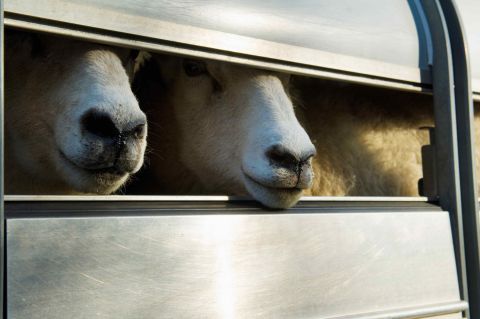 image of 2 sheep on a truck trailer sticking their noses out
