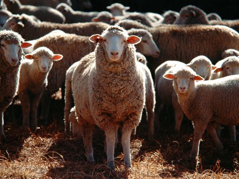Image of sheep in a field