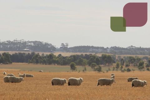 image of sheep in a wheat field