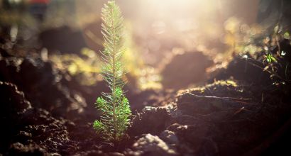 Support Plantation Establishment 2023–24 image