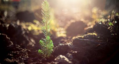Decretive image of a tree sapling 