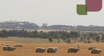 image of sheep in a field