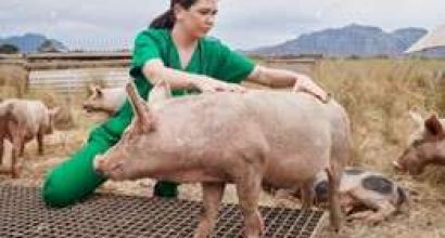 pic of a vet with a pig