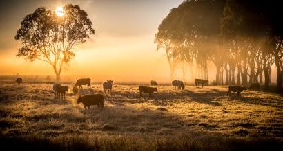 Cows in a field with the sun low in the sky behind them
