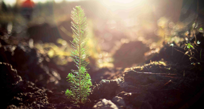 Forestry Industry - Support Plantation Establishment Round 3 - Batches 1 to 6