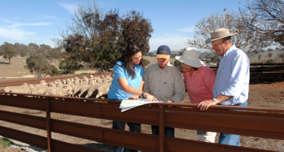 image of 4 rural people looking at a document resting on a wood fence with sheep behind them 