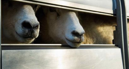image of 2 sheep on a truck trailer sticking their noses out