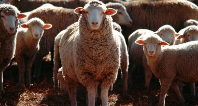 Image of sheep in a field